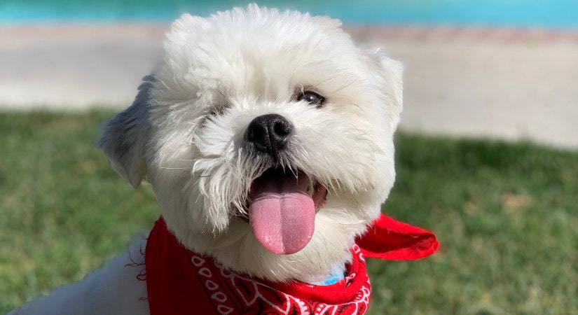 Bright Red - Ladies Man - Cute Pet Dog Bandana Pet Bandana for